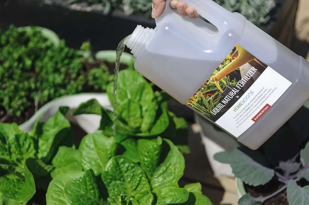 Watering plants with liquid, natural fertilizer