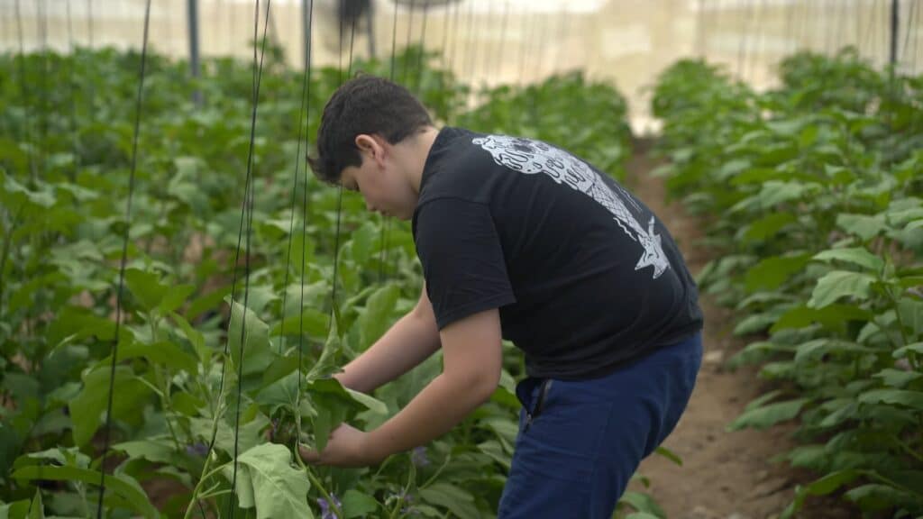 Growing food in the Negev
