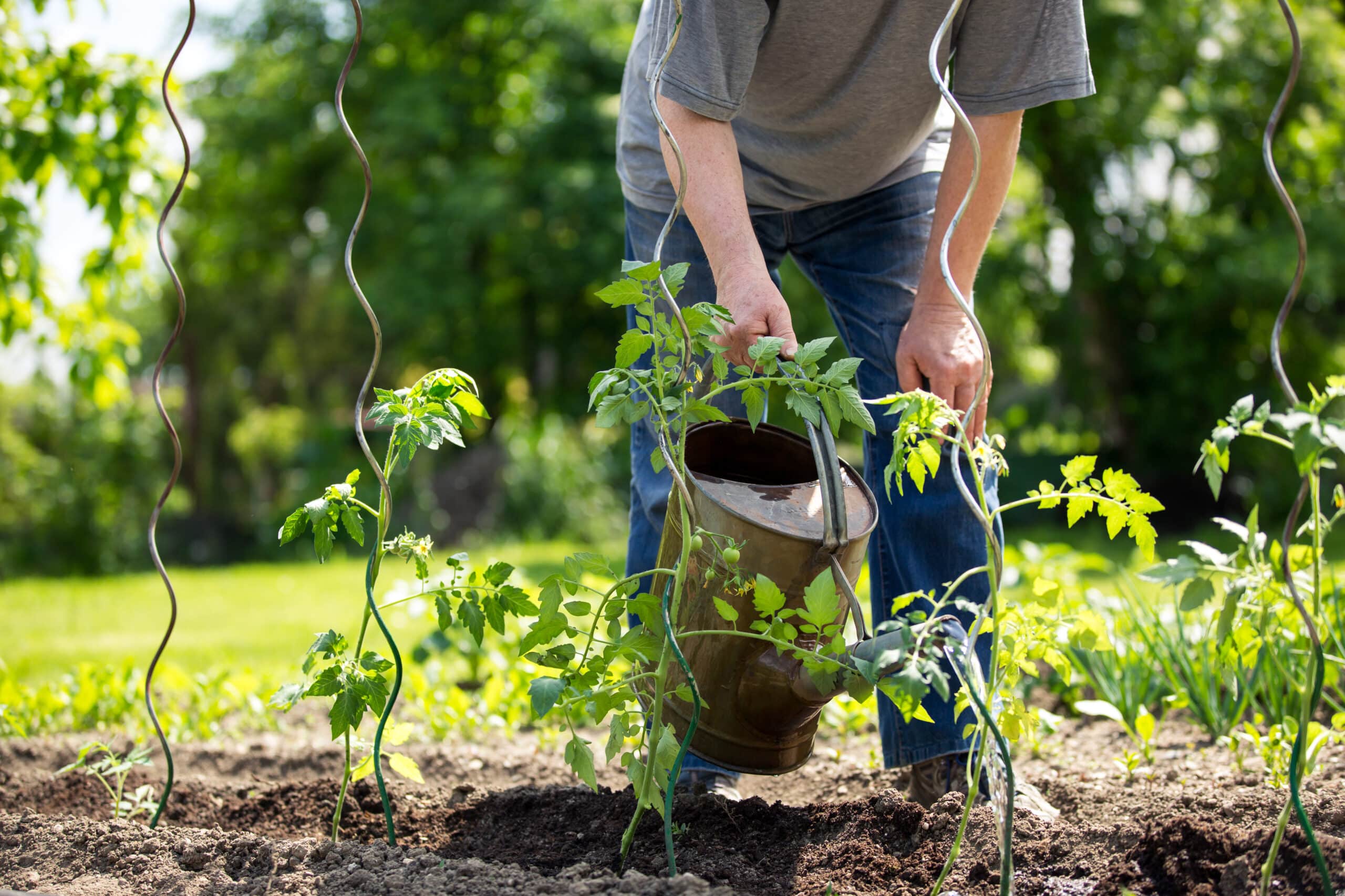 Watering the plants