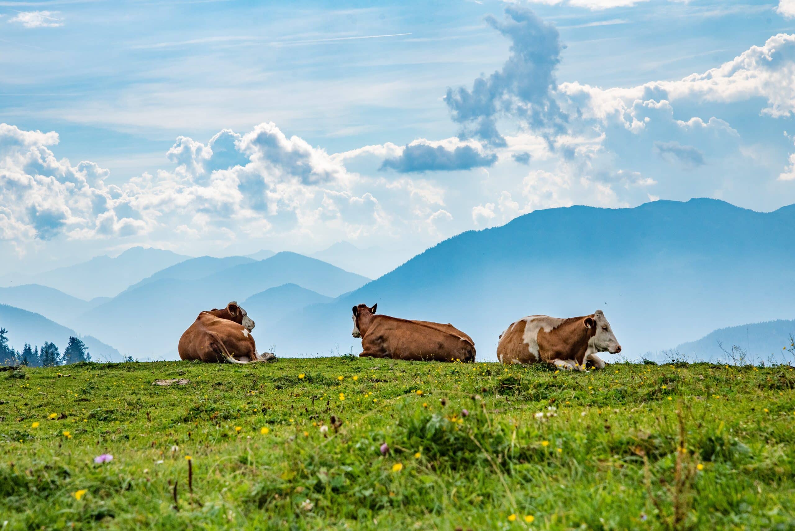 cow manure composting