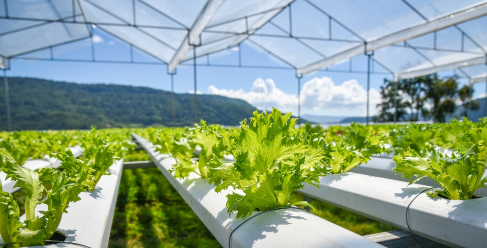 green farming and its benefits - hydroponic farming