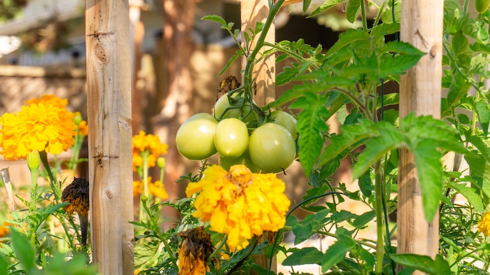 Companion planting - homesteading tips and tricks