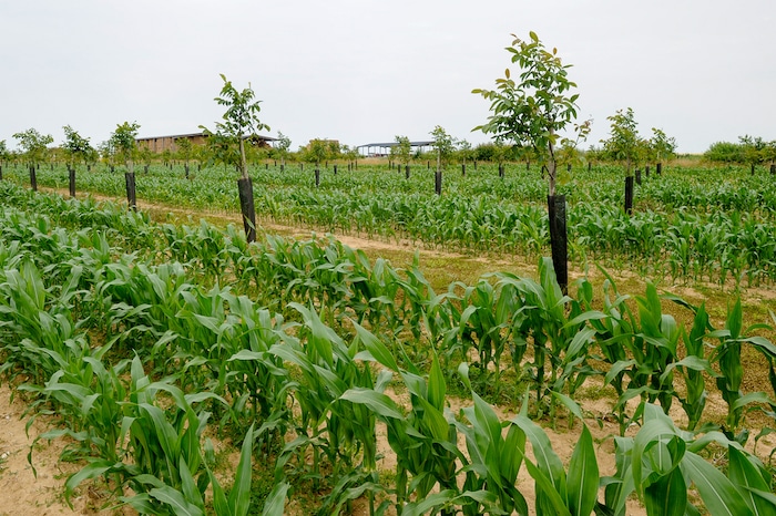 green farming methods - maize separated by shrubs