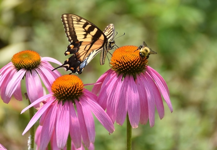 Eco gardening plants