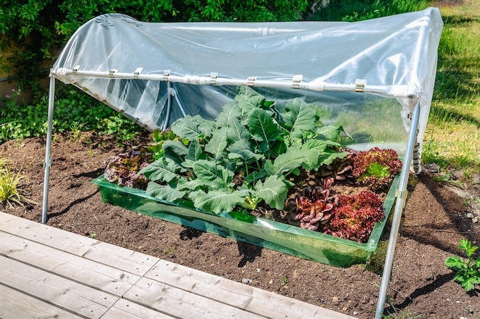 DIY plastic greenhouse and repurposed containers evolve into innovative planters for frugal homesteading tips.