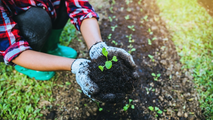 Healthy soil in regenerative farms