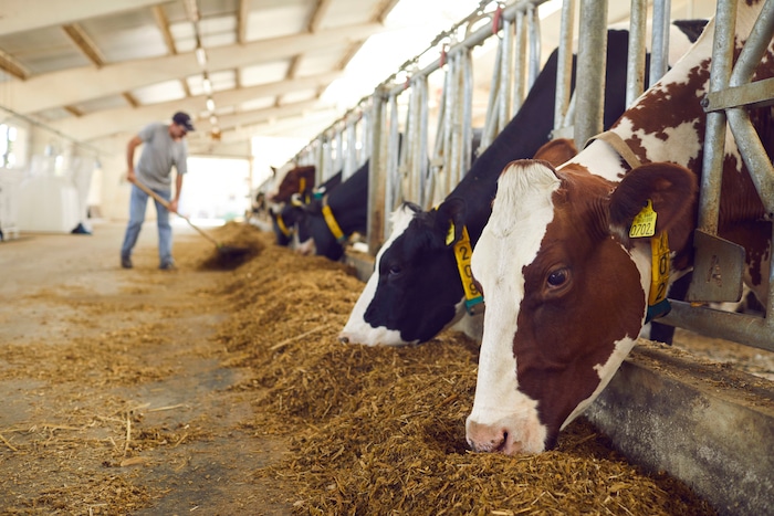 Cows producing cow methane