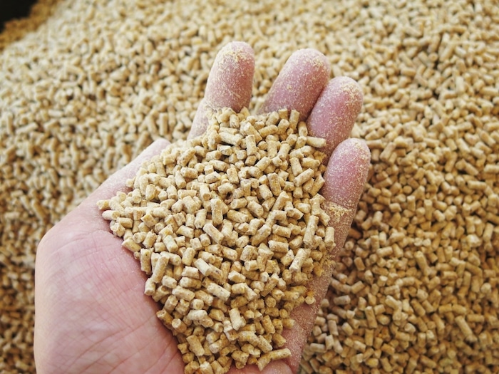 Animal feed grain to reduce cow methane