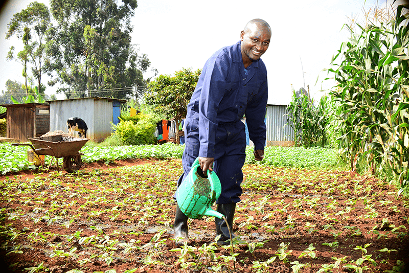 Biodigesters producing bio-fertilizer